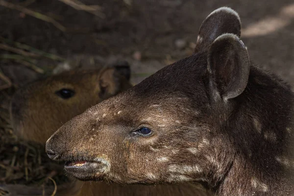 Close-up portrait of the South American tapir. The Brazilian tapir (Tapirus terrestris) is the largest surviving native terrestrial mammal in the Amazon. — Stock Image Close Portrait South American Tapir Brazilian Tapir Tapirus Terrestris Largest Stock Photo