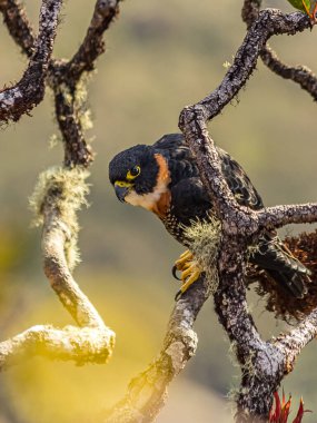 Tiny hawk sits in the branches of a tree on the Roraima tepui or mounts (Brazil, Guyana, Venezuela). Accipiter superciliosus is a small diurnal bird of prey that lives in the forests of South America. clipart