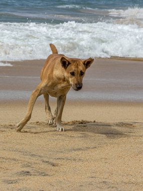 Negombo 'da (Sri Lanka) kumlu sahil kıyısında gün batımında ya da gün doğumunda su, dalgalar ve ufukta süzülen suyla kahverengi bir köpek duruyor..