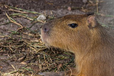 Capybara 'nın Portresi (Hydrochoerus hydrochaeris). Dünyanın en büyük kemirgenidir. Güney Amerika 'nın tatlı suları yakınlarındaki savanalarda ve ormanlarda yaşar..