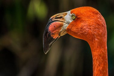 Pembe bir flamingonun yakın plan portresi. Amerikan flamingosu (Phoenicopterus ruber) Karayipler ve Galapagos kıyılarında yaşar. Kırmızımsı pembe tüyleri olan büyük bir kuş..
