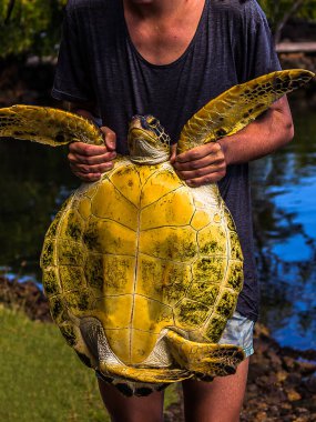 Kadın yeşil deniz kaplumbağasını (Chelonia mydas) ön pençelerinden tutuyor. Chelonia mydas, Karadeniz ya da Pasifik Yeşil Kaplumbağası olarak da bilinir. Nesli tükenmekte olan bir tür..