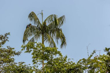 Ormandaki bir ağaçtaki mavi ve sarı papağan sürüsü. Ara ararauna, Güney Amerika 'nın ormanlarında yaşayan bir papağan türüdür..