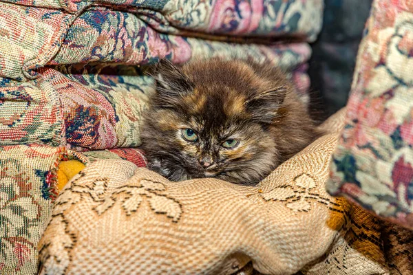 Piccolo Gattino Persiano Nero Soffice Trova Sui Cuscini Guarda Avanti — Foto Stock