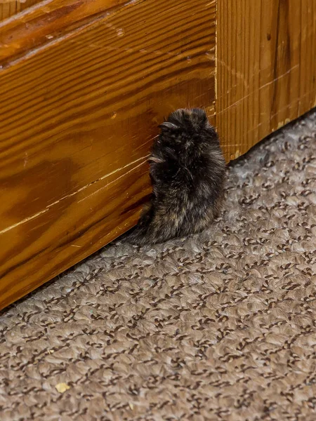 The clawed paw of a black fluffy cat crawls through the gap between the wooden door and the floor. The cat is locked in a room, she is unhappy and tries to open the door.