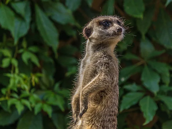 Meerkat Stands Pillar Turns Its Head Different Directions Can Used — Stock Photo, Image