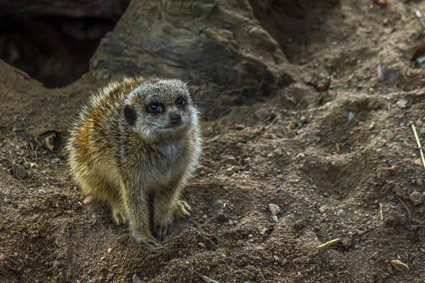 Mirket sakince kumun üzerinde duruyor ve yukarı bakıyor. Mirket (Suricata suricatta), Botswana ve Güney Afrika 'da bozkırlarda, çalılıklarda, otlaklarda ve çöllerde yaşayan küçük bir firavun faresidir..