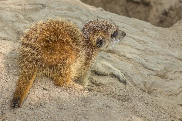 Little Cub Meerkat Sits Rock Meerkat Suricata Suricatta Small Mongoose — Stock Photo, Image