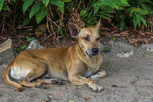 Коричневая Дворняжка Лежит Песке Парке Кустом Джорджтауне Гайана Домашняя Собака — стоковое фото