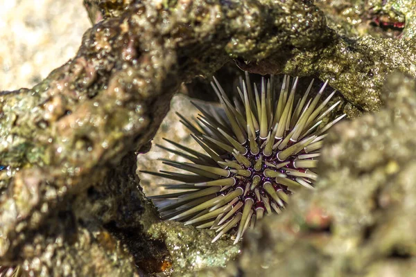 Sea urchin hid in coral in the surf. Sea urchins are members of the phylum Echinodermata, which also includes sea stars, sea cucumbers, brittle stars, and crinoids