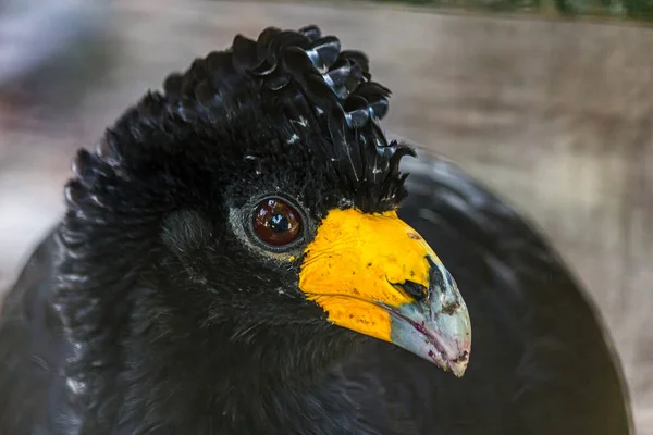 Retrato Curassow Preto Alector Caranguejo Também Conhecido Como Curassow Liso — Fotografia de Stock