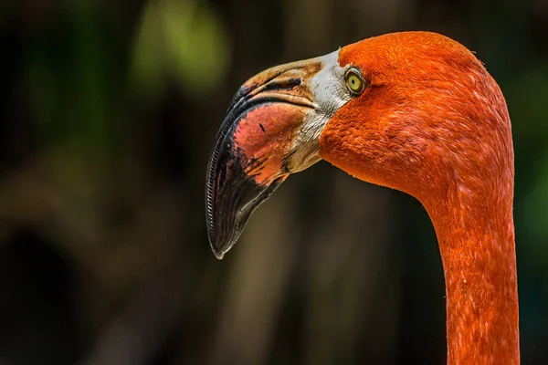 Pembe bir flamingonun yakın plan portresi. Amerikan flamingosu (Phoenicopterus ruber) Karayipler ve Galapagos kıyılarında yaşar. Kırmızımsı pembe tüyleri olan büyük bir kuş..