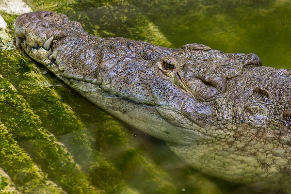 Ritratto Ravvicinato Del Coccodrillo Americano Coccodrillo Americano Crocodylus Acutus Vive — Foto Stock