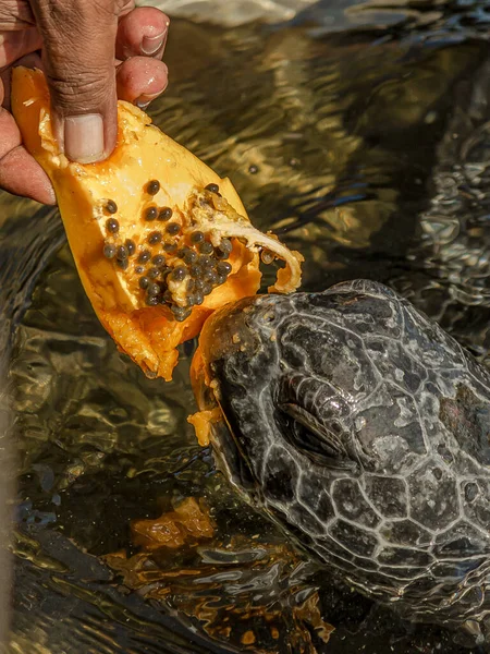 A man feeds a green sea turtle (Chelonia mydas) with papaya. Chelonia mydas also known as the black sea or Pacific green turtle.  It\'s an endangered species found in tropical and subtropical seas.