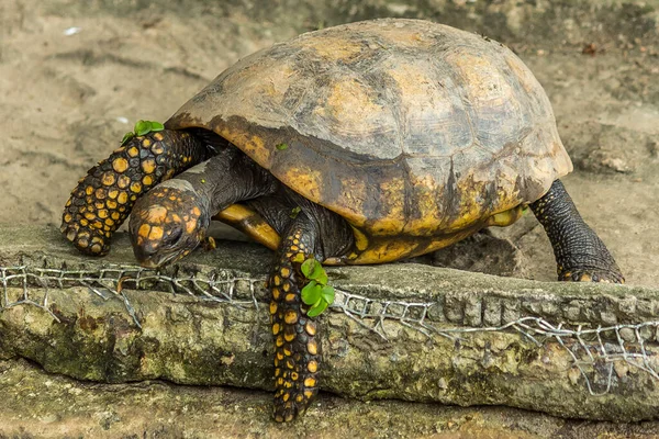 Tartaruga Tenta Sair Parede Cimento Tartaruga Pés Amarelos Chelonoidis Denticulatus — Fotografia de Stock