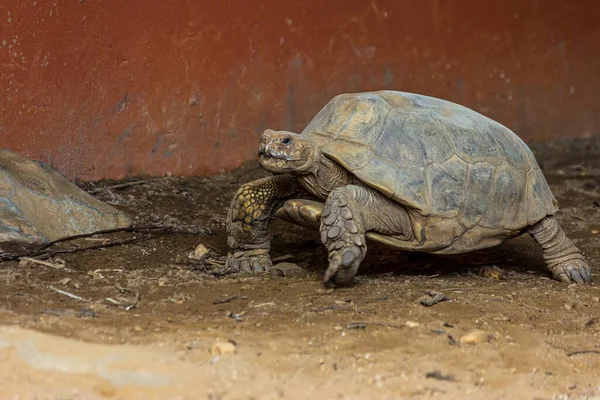 Uma Tartaruga Deserto Atravessa Chão Arenoso Gopherus Agassizii Vive Mojave — Fotografia de Stock