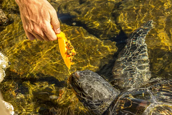 Homem Alimenta Uma Tartaruga Marinha Verde Chelonia Mydas Com Mamão — Fotografia de Stock