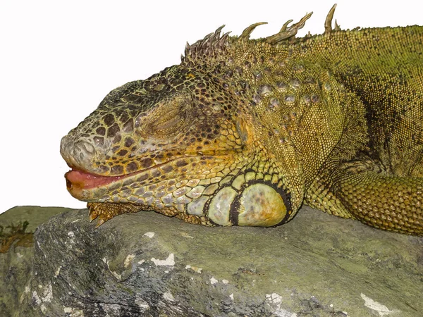 Retrato Isolado Uma Iguana Está Uma Pedra Dorme Engraçado Abrindo — Fotografia de Stock