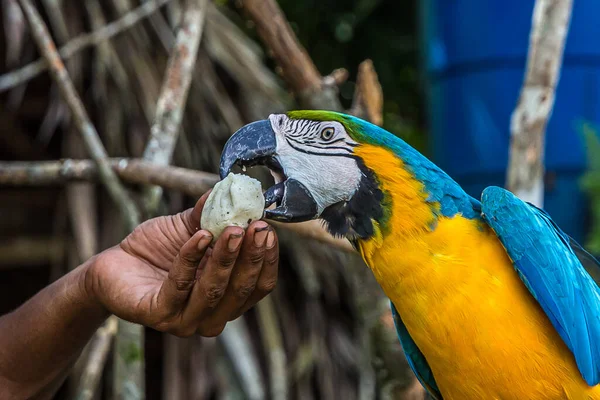 Bir adam büyük renkli bir papağana ekmek kırıntıları yediriyor. Ara araraunası (mavi-sarı veya mavi-altın-papağan) Güney Amerika 'nın ormanlarında, ormanlarında ve savanalarında yaşar..