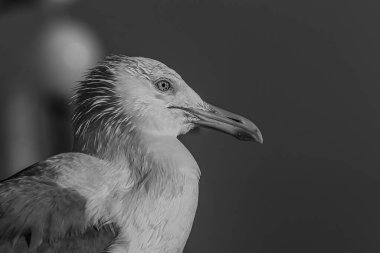 Gün batımında ya da gün doğumunda okyanus kıyısında, deniz kenarındaki korkuluklarda duran martı ya da martının portresi. Karadeniz ve Hazar Denizi 'nde yuva yapan Hazar martıları (Larus cachinnans)..