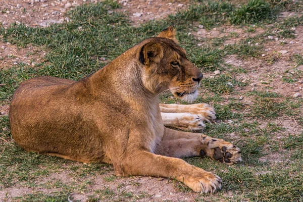 Die Löwin Liegt Auf Dem Bauch Auf Dem Boden Mit — Stockfoto