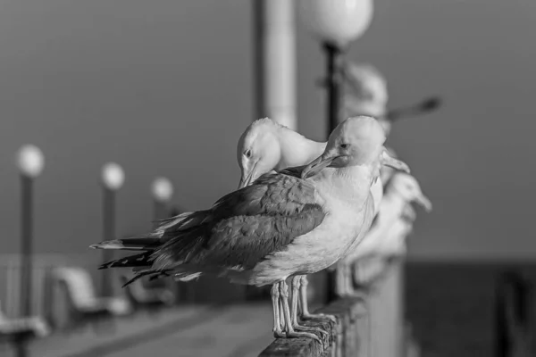 Grupo Varias Gaviotas Gaviotas Están Fila Una Barandilla Junto Mar — Foto de Stock