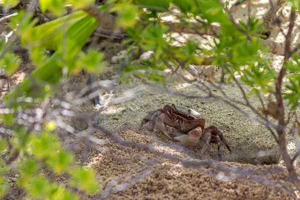 一只陆蟹 Cardisoma Carnifex 站在沙坑附近 小心翼翼地看着 它是一种陆生蟹 分布在从非洲到波利尼西亚的沿海地区 他们住在洞里 — 图库照片