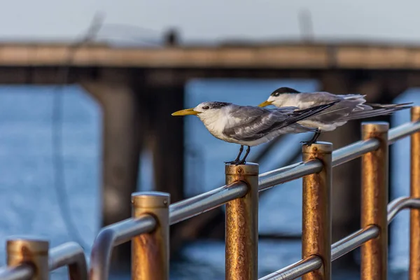 Zwei Seeschwalben Oder Mauersegler Sitzen Auf Dem Geländer Das Meer — Stockfoto