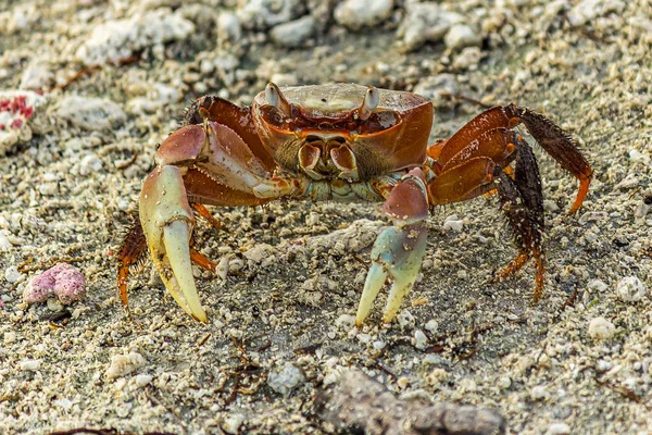 Large Land Crab Cardisoma Carnifex Looks Forward Bulging Eyes Species — Stock Photo, Image