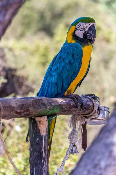 Close-up body profile portrait of a macaw sitting on a stick The Ara ararauna (blue-and-yellow or blue-and-gold macaw) lives in the forest, woodland and savannah of tropical South America.
