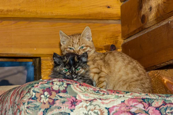 两只小猫咪 黑色的烟熏红色的 静静地躺在木屋的垫子上 他们是平静和放松的 这些都是欧洲的乌龟 波斯烟熏猫和红猫 — 图库照片