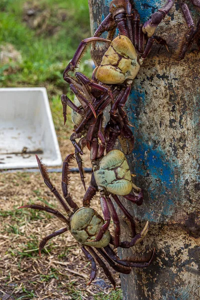 Žlutofialový Krab Chycený Prodej Visel Jako Věnec Krab Bažinatý Ucides — Stock fotografie