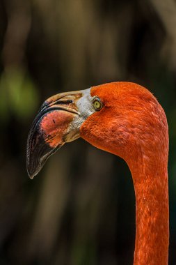 Pembe bir flamingonun yakın plan portresi. Amerikan flamingosu (Phoenicopterus ruber) Karayipler ve Galapagos kıyılarında yaşar. Kırmızımsı pembe tüyleri olan büyük bir kuş..