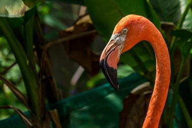 Pembe bir flamingonun yakın plan portresi. Amerikan flamingosu (Phoenicopterus ruber) Karayipler ve Galapagos kıyılarında yaşar. Kırmızımsı pembe tüyleri olan büyük bir kuş..