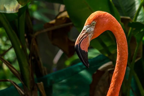 Close-up profile portrait of a pink flamingo. The American flamingo (Phoenicopterus ruber) lives in the marine coastal of Caribbean and Galapagos. It\'s a large wading bird with reddish-pink plumage.