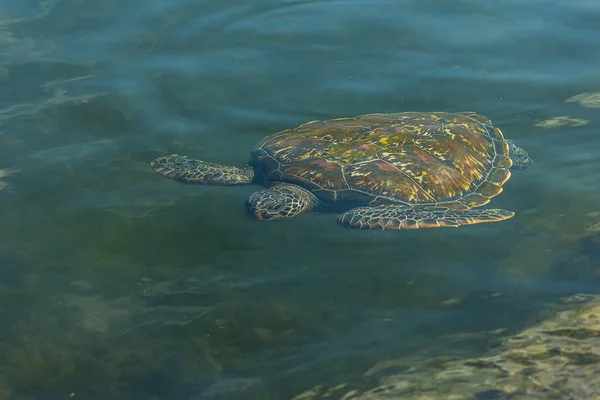 Zielony Żółw Morski Chelonia Mydas Unosi Się Pod Wodą Pobliżu — Zdjęcie stockowe