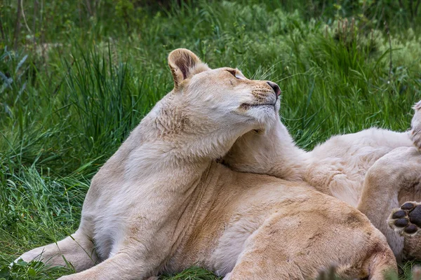Dwie Młode Lwy Leżą Ziemi Trawą Pieszczą Się Nawzajem Lew — Zdjęcie stockowe