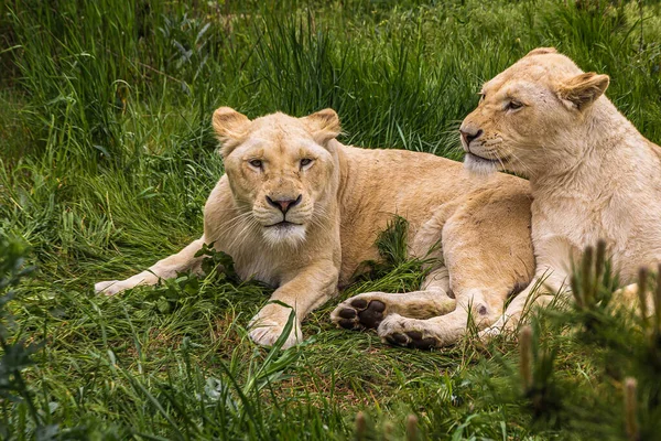 两只年轻的母狮躺在草地上互相爱抚 Panthera Leo 生活在草原 草原和茂密的森林里 这是一个脆弱的物种 — 图库照片