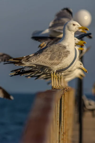 Eine Gruppe Von Mehreren Möwen Oder Möwen Steht Einer Reihe — Stockfoto