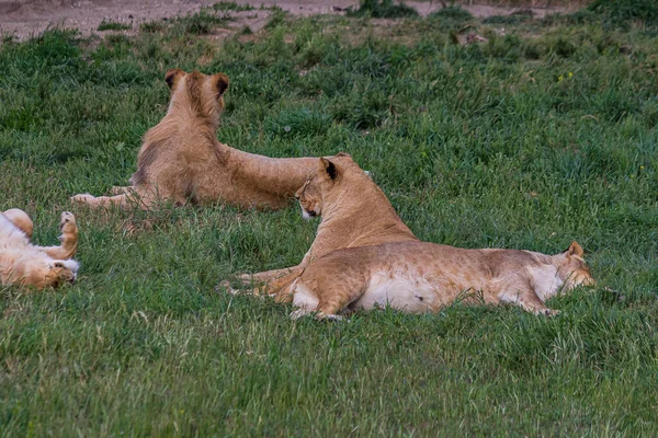 Groupe Plusieurs Jeunes Lionnes Reposant Dormant Sur Sol Avec Herbe — Photo