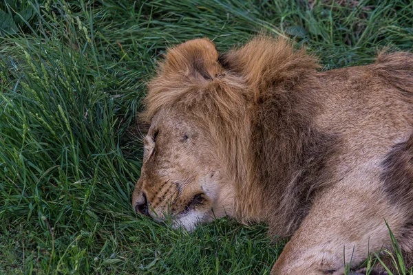 Large Maned Male Lion Lies Grass Sleeps Lion Panthera Leo — Stock Photo, Image