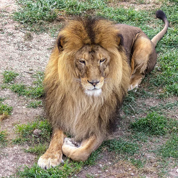 一头雄狮躺在草地上 四处张望 Panthera Leo 生活在草原 草原和茂密的森林里 这是一个脆弱的物种 — 图库照片