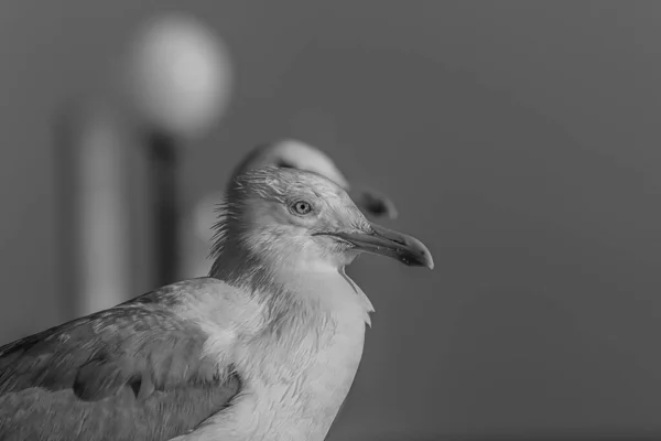 Retrato Uma Gaivota Gaivota Sobre Corrimão Beira Mar Uma Hora — Fotografia de Stock