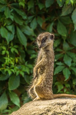 Mirket bir sütunla duruyor ve başını farklı yönlere çeviriyor. Yön göstergesi olarak kullanılabilir. Mirket (Suricata suricatta) savanada, çayırda ve çölde yaşar..