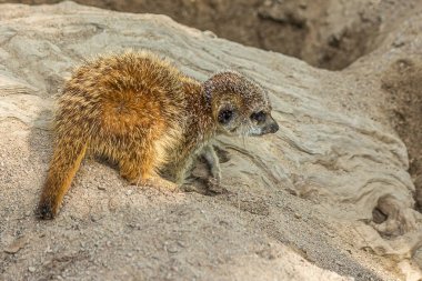 Küçük yavru mirket bir kayanın üzerinde oturur. Mirket (