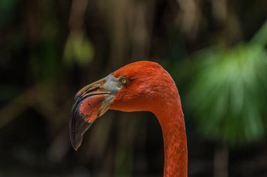 Pembe bir flamingonun yakın plan portresi. Amerikan flamingosu (Phoenicopterus ruber) Karayipler ve Galapagos kıyılarında yaşar. Kırmızımsı pembe tüyleri olan büyük bir kuş..