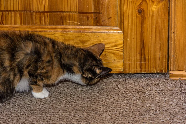 Young Curious Calico Cat Sniffing Gap Wooden Door Floor Cat — Stock Photo, Image