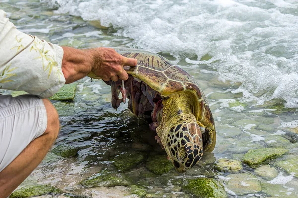 Atolón Fanning Tabuaeran Kiribati Marzo 2013 Tortuga Marina Verde Muerta — Foto de Stock