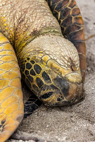 Tortuga Marina Verde Muerta Orilla Arena Atolón Fanning Tabuaeran Kiribati — Foto de Stock