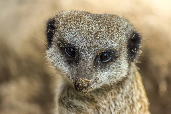 砂の鼻でMeerkatのクローズアップ肖像画 Meerkat Suricata Suricatta ボツワナ ナミビア アンゴラ 南アフリカのサバンナ シュルーブランド 砂漠に住んでいます — ストック写真